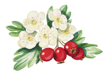 Weissdornblätter u. Blüten